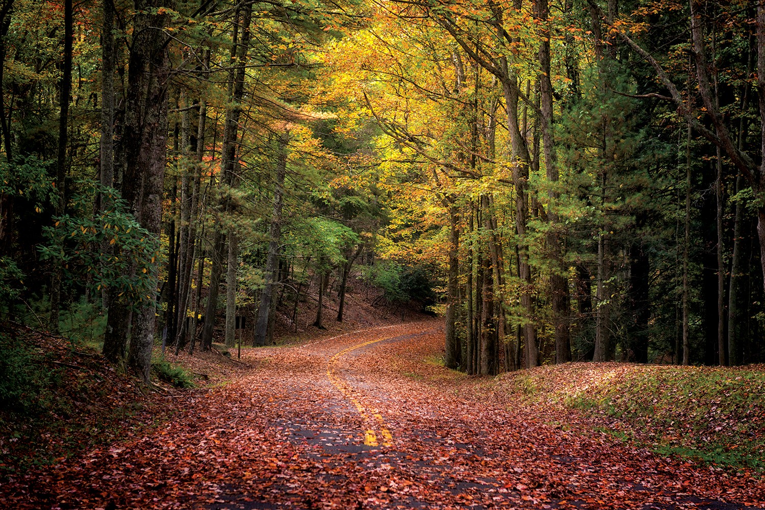 Quasi il paradiso (aka West Virginia) è il posto dove stare questo autunno 